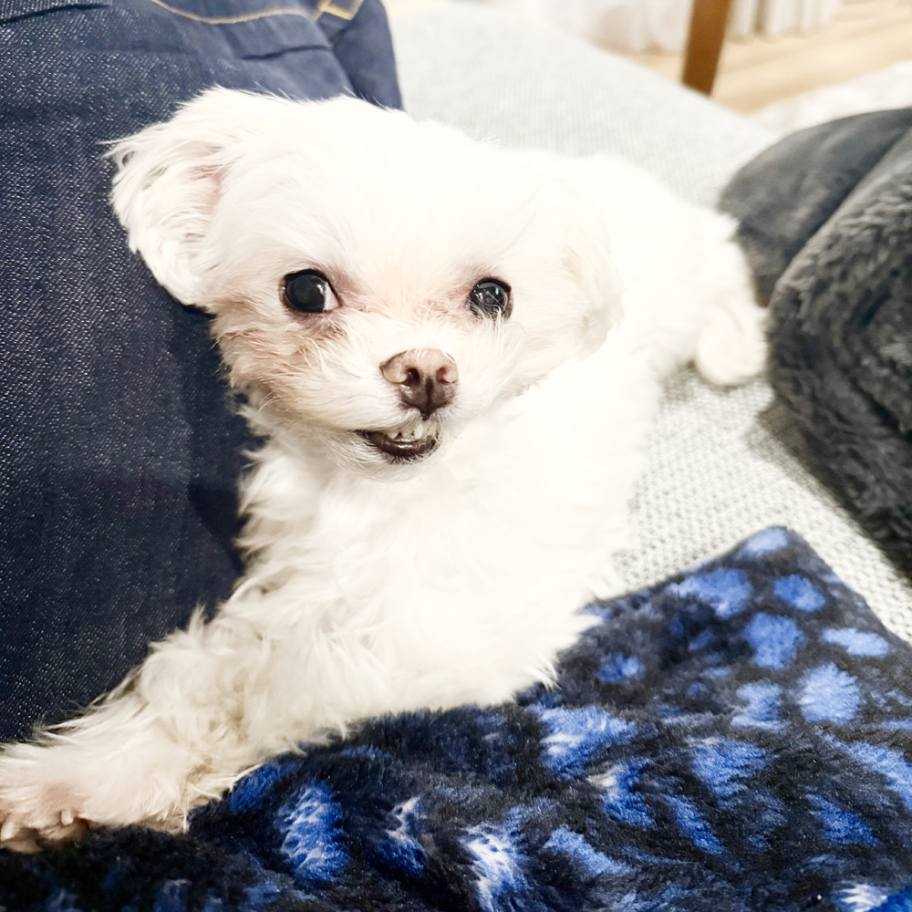 卒業犬イーブイちゃんのデザインカット☆